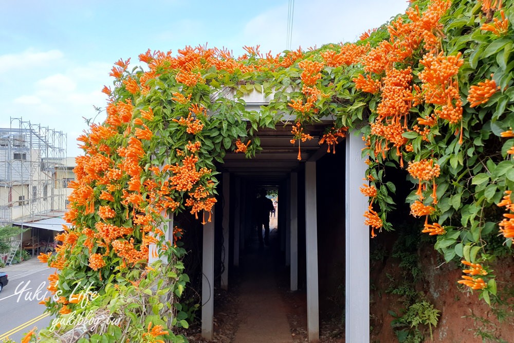 苗栗免費景點【銅鑼炮仗花海公園】粉橘雙色花牆接力到三月!