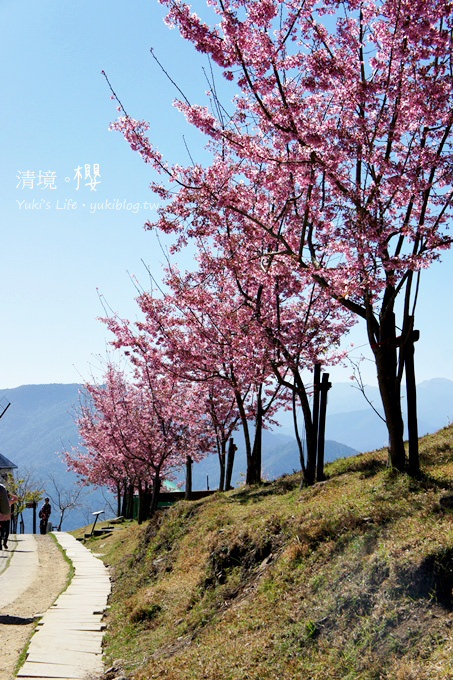 南投清境農場 櫻花紛飛時 下 觀山牧區粉櫻盛開有如小武陵一般 Yuki S Life